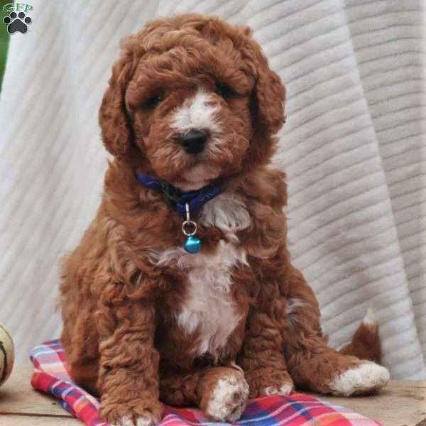 Oakley, Mini Labradoodle Puppy